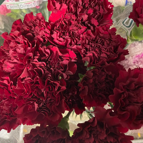 IMPORT - Carnation Zurigo - Burgundy x 10 stems