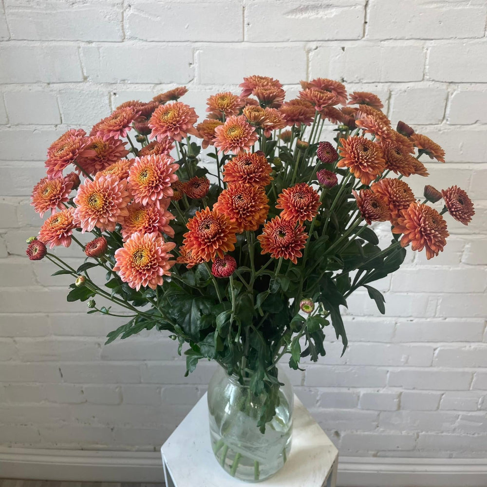 Chrysanthemum Blenda Salmon 10 stems British Flowers direct by