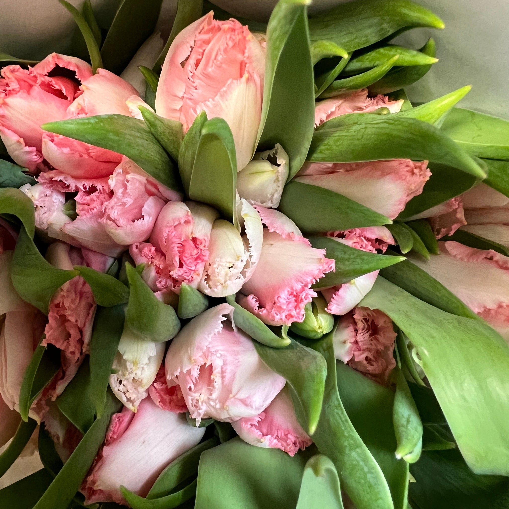 Tulip - Frilled Lingerie - Bundle of 50 stems