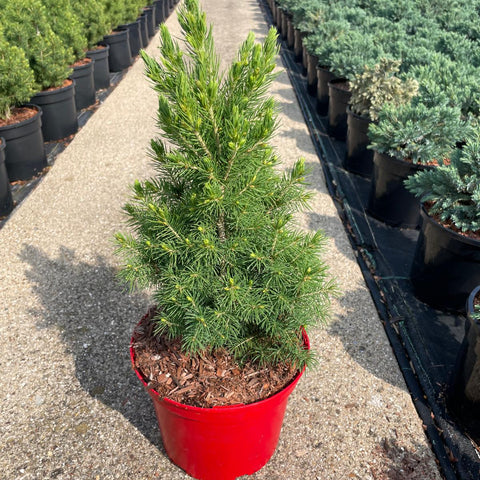 PLANT - Picea Christmas 3 Litre