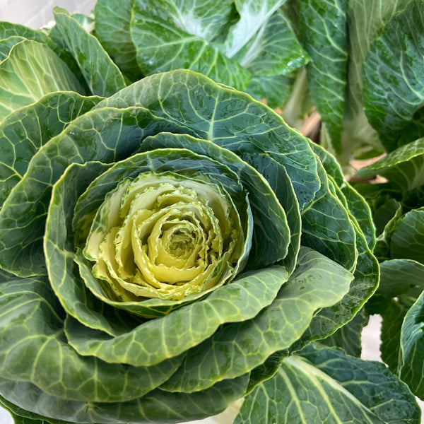 Brassica - White Crane- Bundle of 10 stems