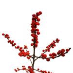IMPORT - ILEX BERRY  50cm x 5 stems