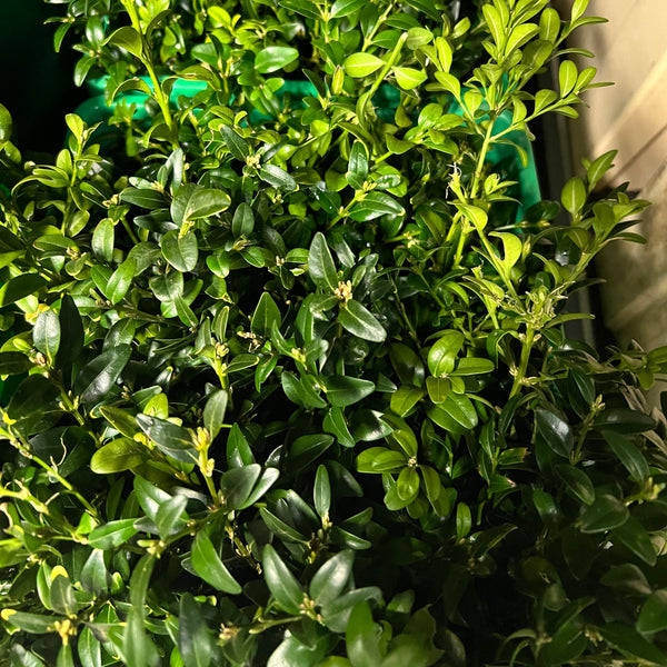 FOLIAGE Buxus bunches - Wild Green Garden