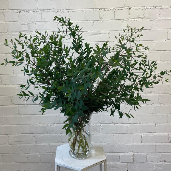 Eucalyptus Parvifolia Bunch Cornish - 10 stems