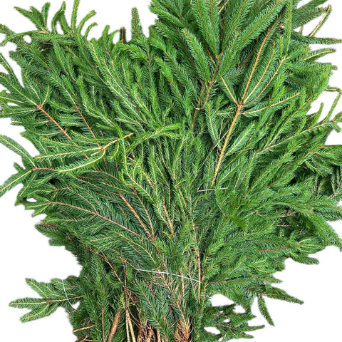 lincolnshire grown norway pine buy online now