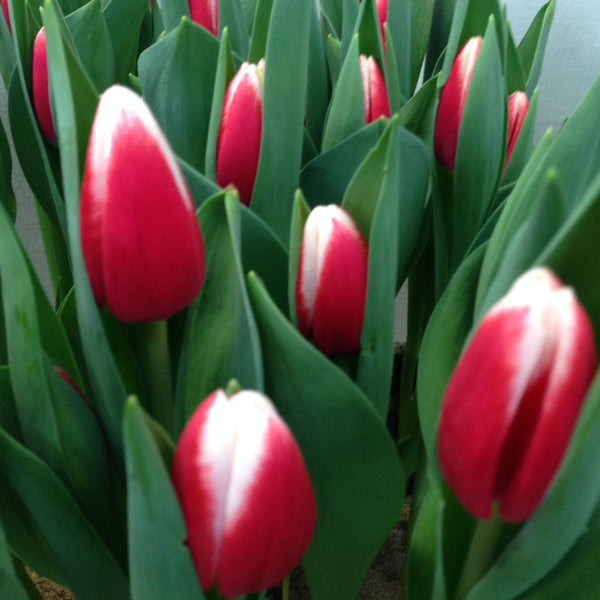 Tulip - Paul McCartney x 50 stems