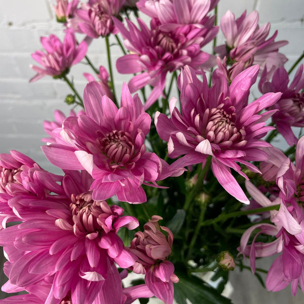 Chrysanthemum Baltica Pink UK-grown stems in soft pastel pink, fresh Norfolk chrysanthemums for wholesale florists.