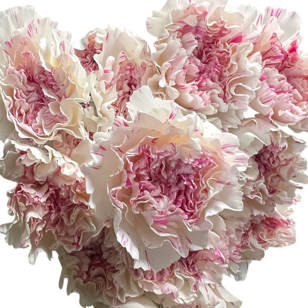 IMPORT - Standard Carnation - Pink 25 stems