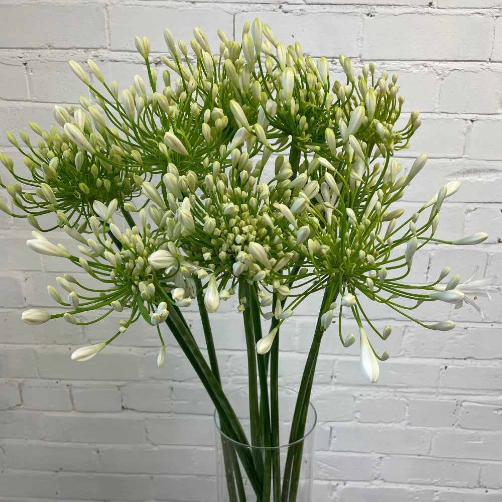 cambridgeshire agapanthus white blooms