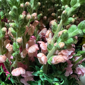 lincolnshire 10 pink pale snapdragons UK wholesale