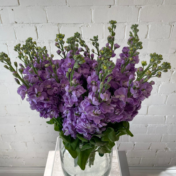 Scented Stocks-Standard Grade-20 stems-LAVENDER