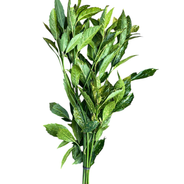 Acuba Spotted Laurel (Cornish) - Foliage