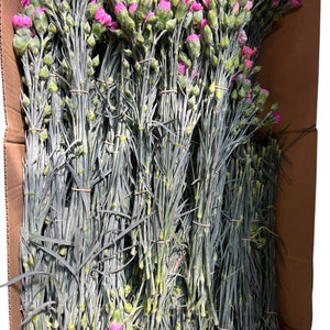 Scented Pinks - Bundle of 5 bunches