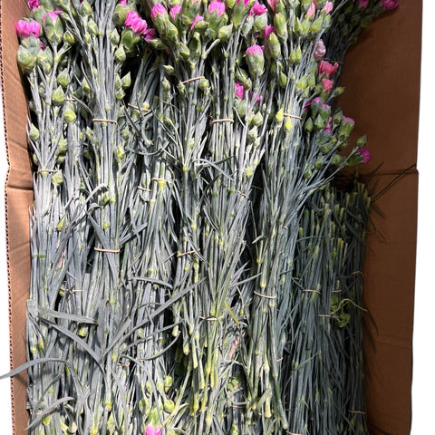 Scented Pinks - Bundle of 5 bunches
