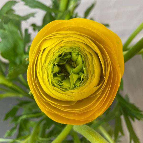 Ranunculus 40cm -Yellow- Bunch of 10 stems