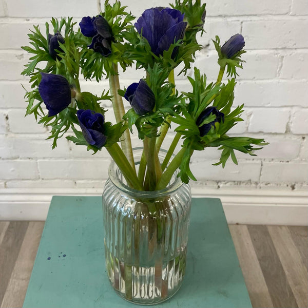 IMPORT Anemone - Blue Purple 10 stems