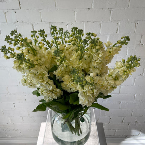 Scented Stocks-Standard Grade-Box 60 stems CREAM