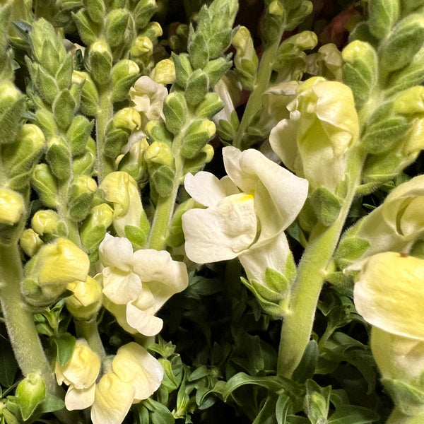 white wedding flowers snapdragons UK grown blooms