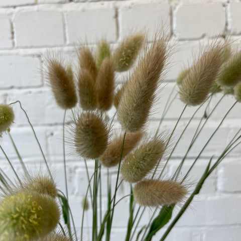 GRASS - Hare's Tails Lagurus - Bundle of 50 stems