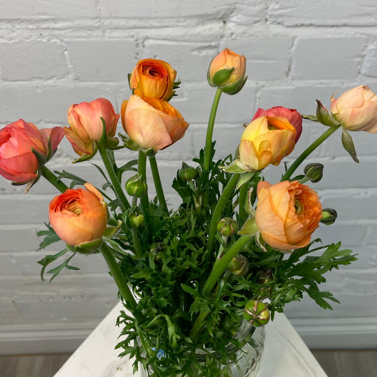 Ranunculus AUTUMN - Bunch of 10 stems CORAL