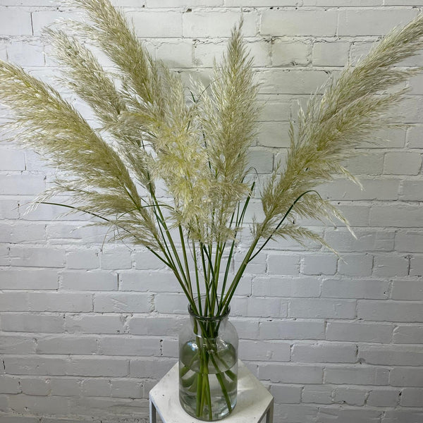 Pampas Grass - Cortaderia Alba -Bundle of 50