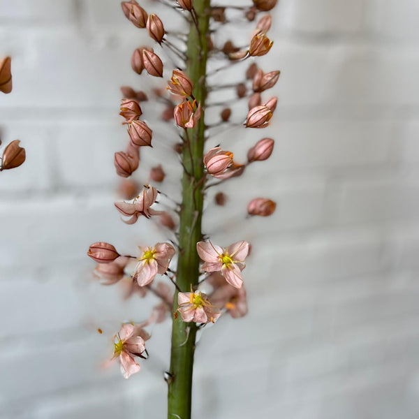 Eremurus PREMIUM - Foxtail - 5 stems