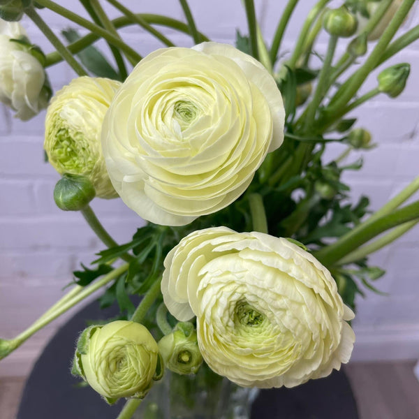 Ranunculus 40cm -Cream- Bunch of 10 stems