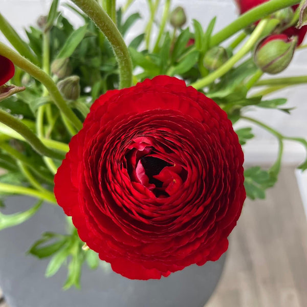norfolk red ranunculus buy now
