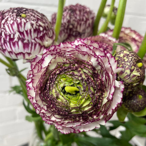 purple and white flowers online