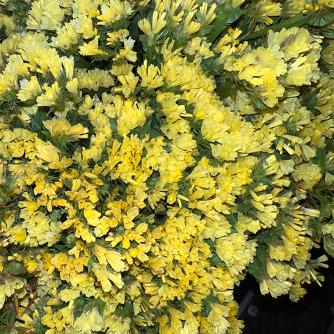 Statice sinuatum -Yellow-Bunch