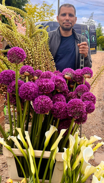 Eremurus PREMIUM - Foxtail - 5 stems
