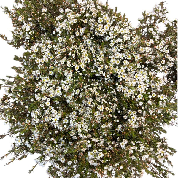 IMPORT - Waxflower Ivory Pearl 70cm 25 stems
