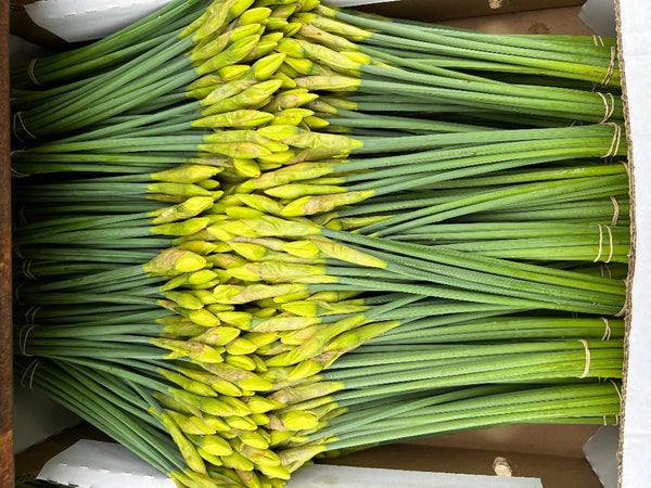 bulk daffodils online