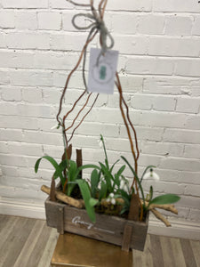 Snowdrops 9cm pot