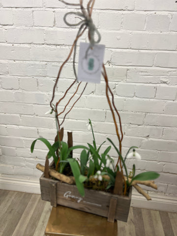 Snowdrops 9cm pot
