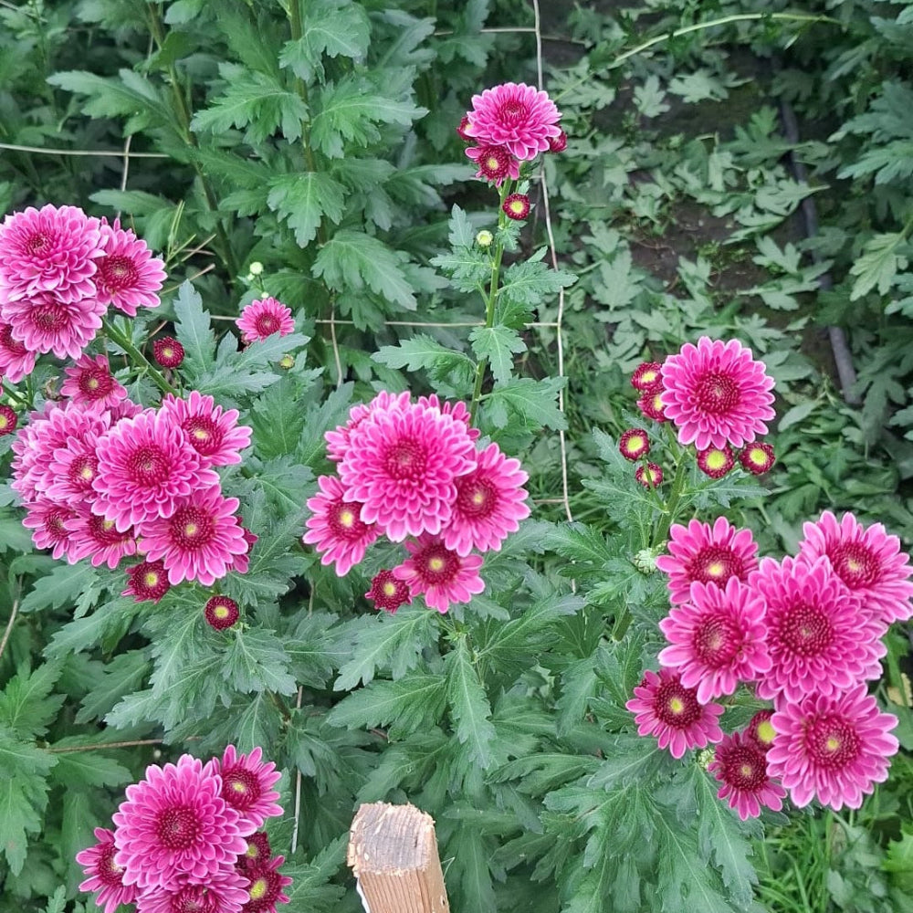 Chrysanthemum Sanya grown in Norfolk – sustainable British-grown pink chrysanthemums with strong stems and long vase life.