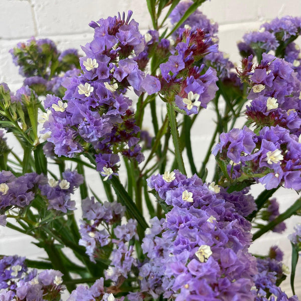 Statice sinuatum - Purple - Bunch of 10 stems (48p)