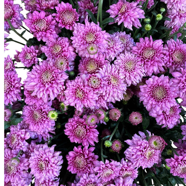 sustainable chrysanthemum pink mix UK autumn