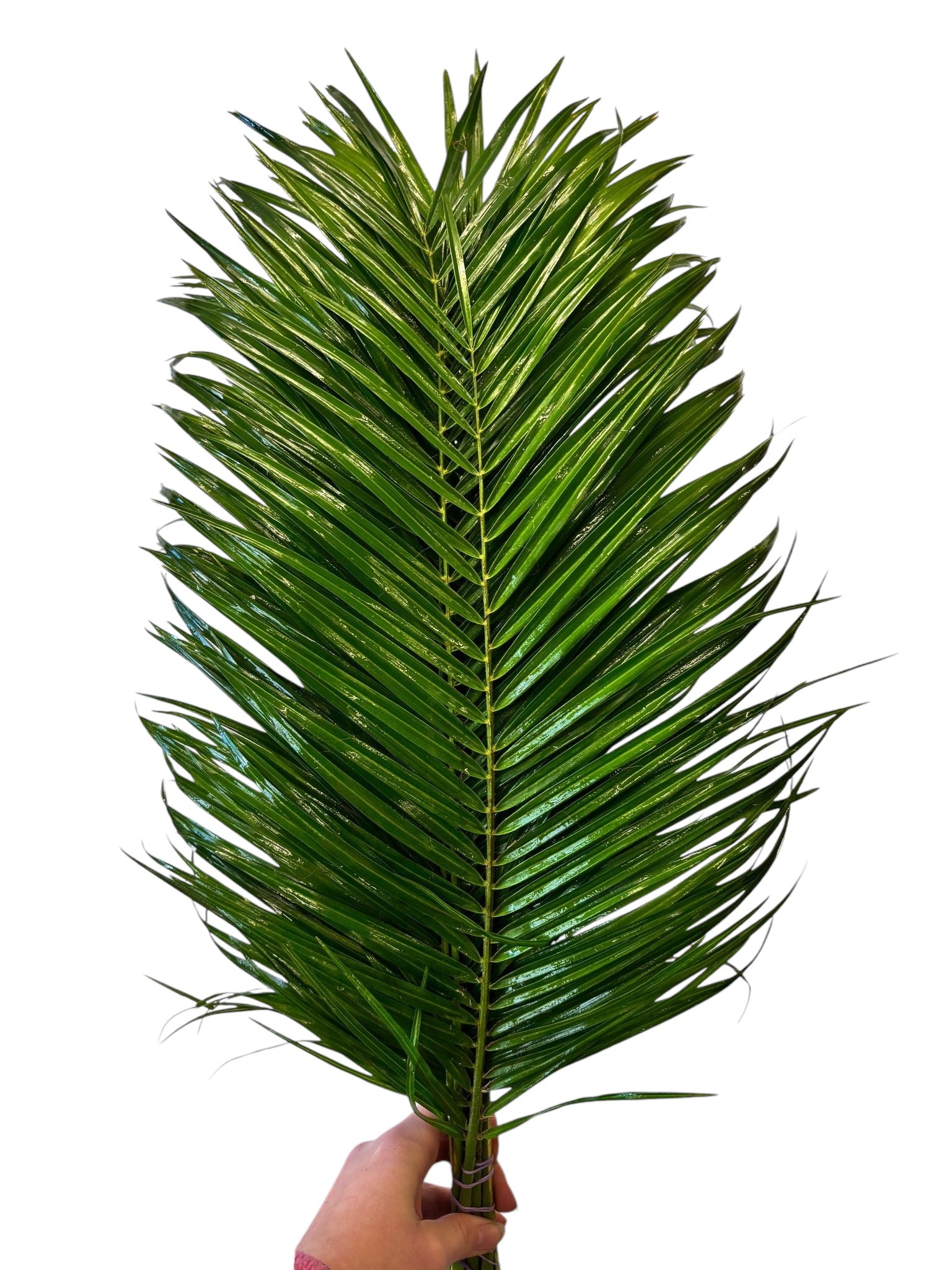 IMPORT - Phoenix Palm Leaves 60cm 10 stems