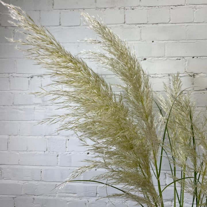 Pampas Grass - Cortaderia Alba - 5 stems  ** GORGEOUS &amp; FLUFFY **