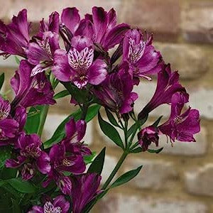 Alstroemeria Cornish Stem Grade 10 Stems - Purple