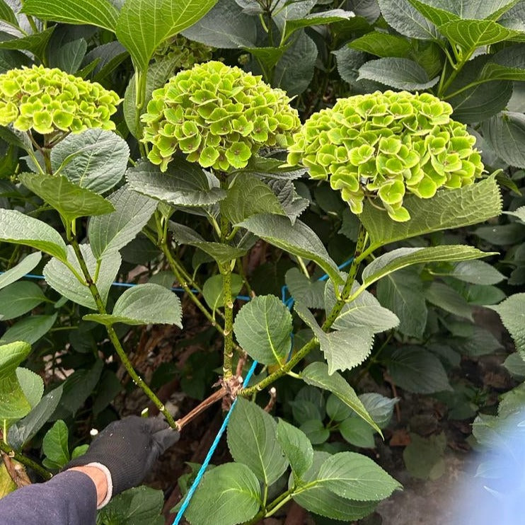 Hydrangea Multiheaded Branches - PER STEM