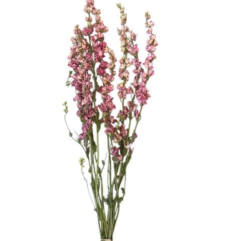 DRIED - Larkspur Bunch - Pink