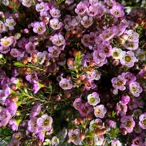 IMPORT - Waxflower Pink Jupiter 25 stems