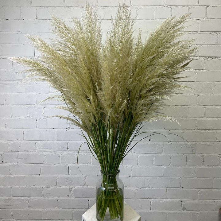 Pampas Grass - Cortaderia Alba - 5 stems  ** GORGEOUS &amp; FLUFFY **