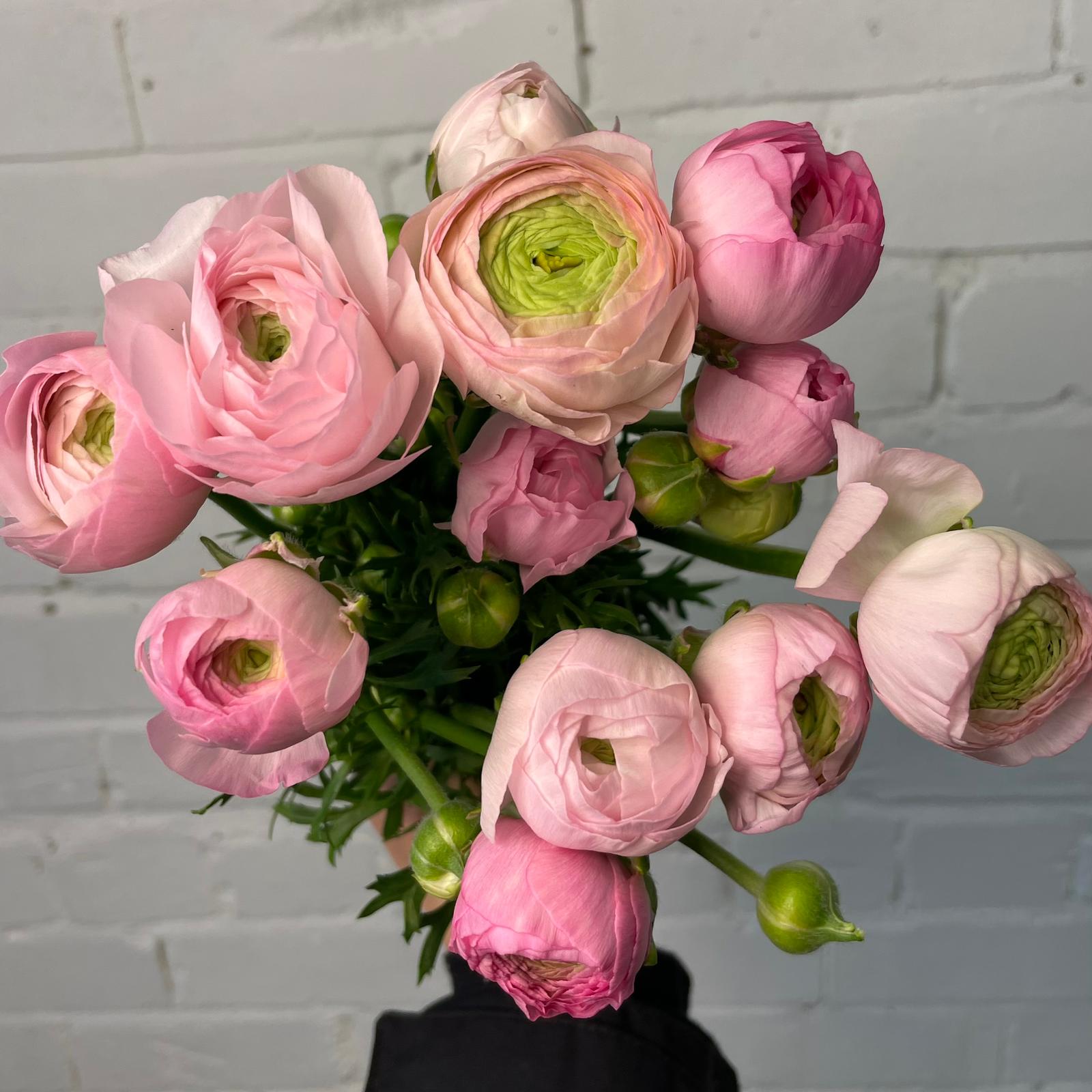 Ranunculus AUTUMN - Bunch of 10 stems PINK