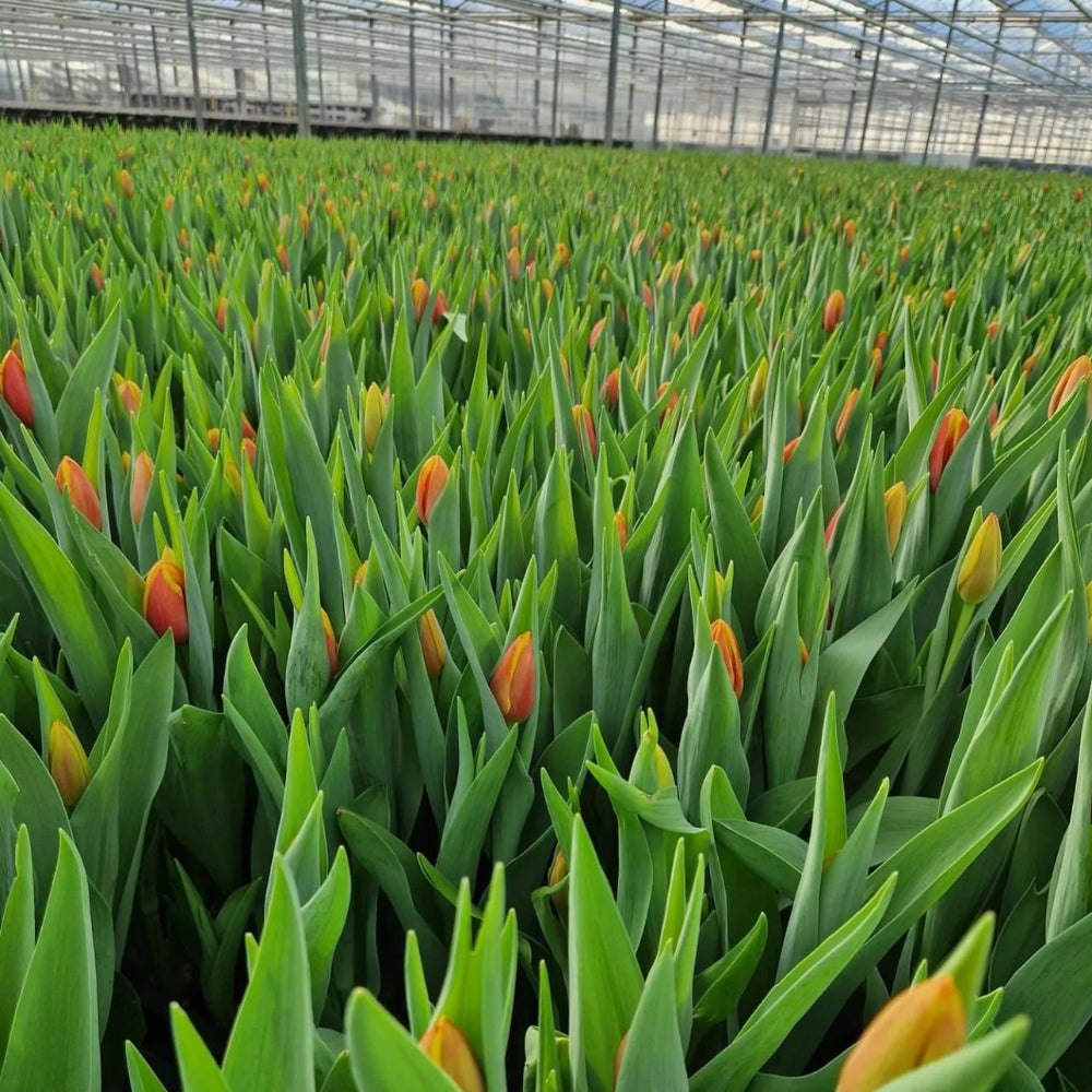 yellow orange tulip