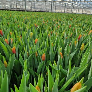yellow orange tulip