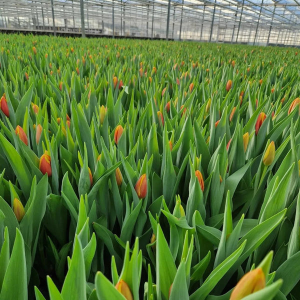 yellow orange tulip