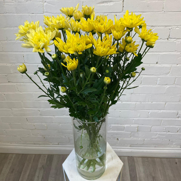 Chrysanthemum Baltica Yellow - 10 stems